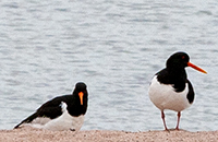 Linnuston lajikirjoa