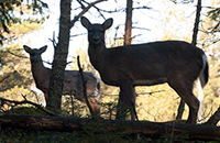Muita saaren eläimiä